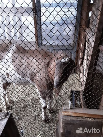 Козел ламанча