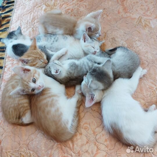 Кошки мейн-кун