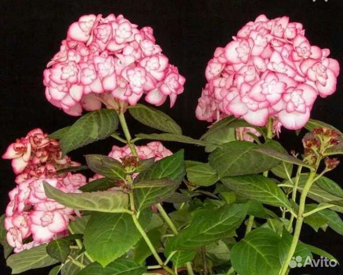 Гортензия крупнолистная - Мисс Саори