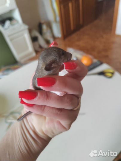 Крыса дамбо