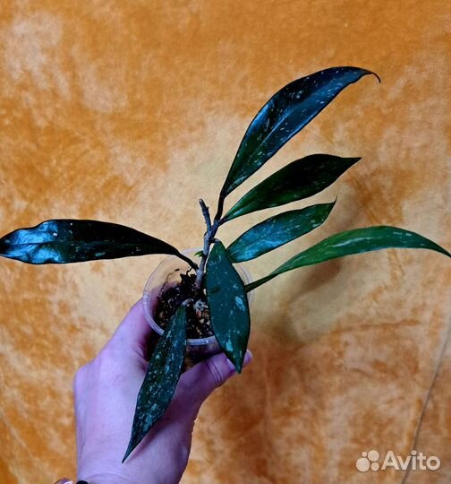 Хойя взрослая