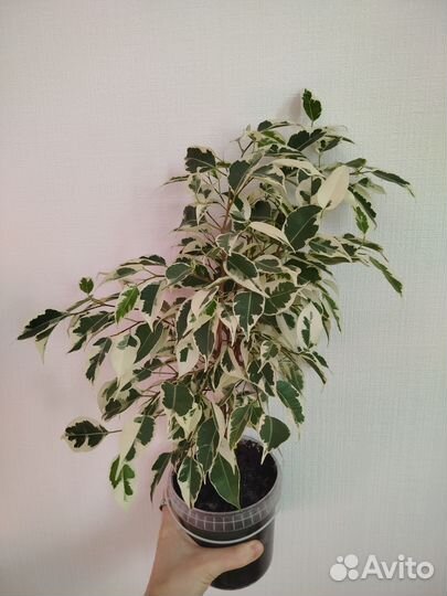 Фикус твилайт