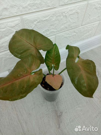 Сингониумы сортовые