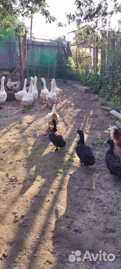 Индоутка, утки