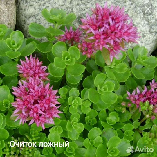 Многолетники