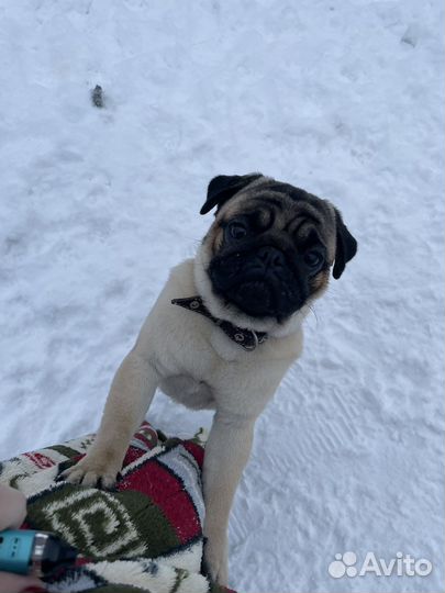 Мопс вязка мальчик