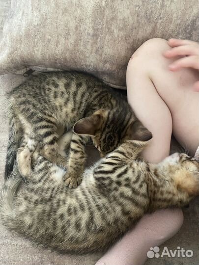 Бенгальские котята