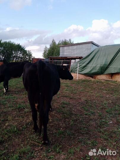 Корова высокоудойная