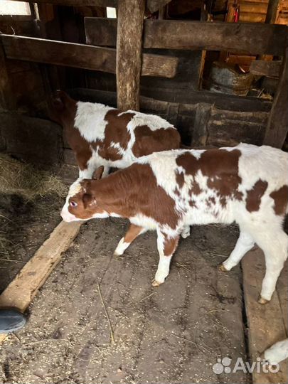 Телята бычки племенные с доставкой