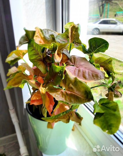 Сингониумы разные