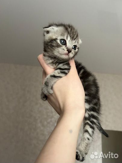 Шотландская вислоухая