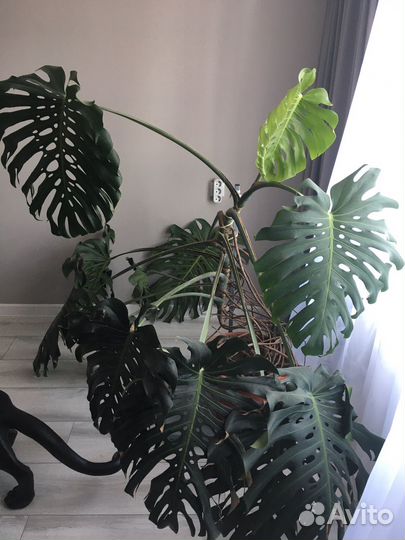 Монстера с подставкой на колесах