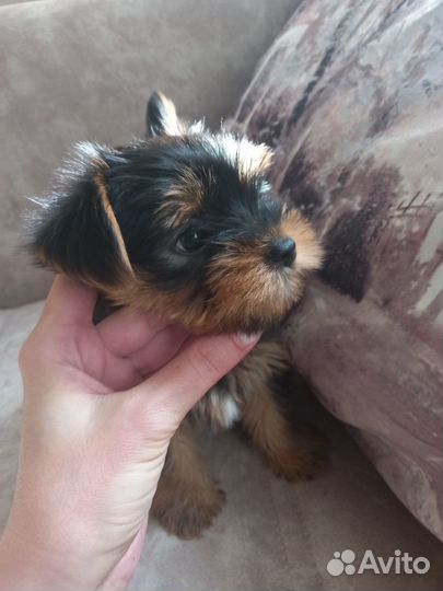 Йоркширский терьер мини