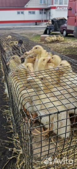 Утята подрощенные