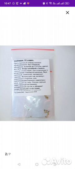 Рассада санберри (солнечная ягода)