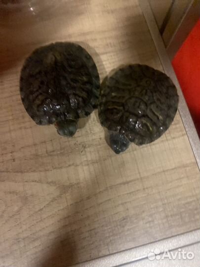 Черепаха водная