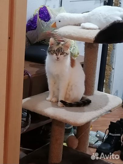 Отдадим кошку
