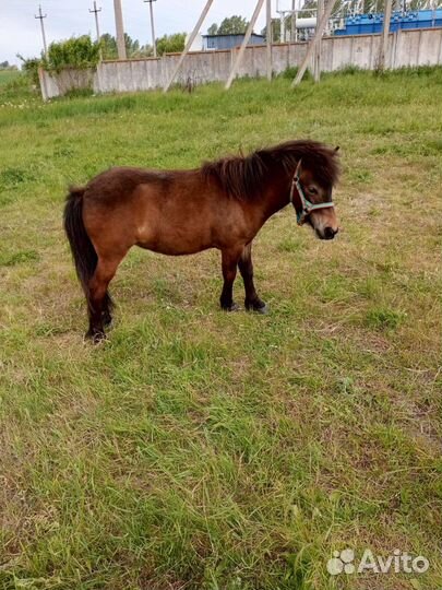 Шетлендская пони(девочка)