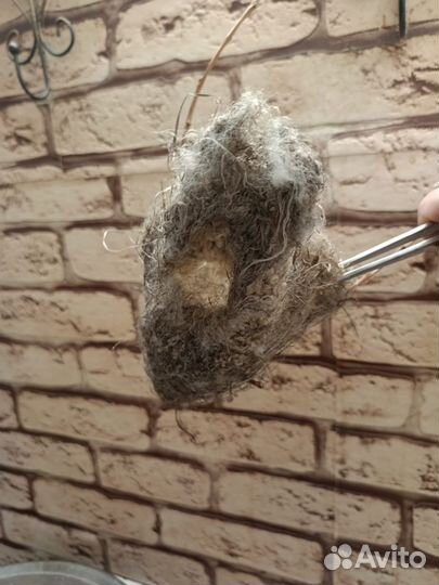 Гнезда лесных птиц