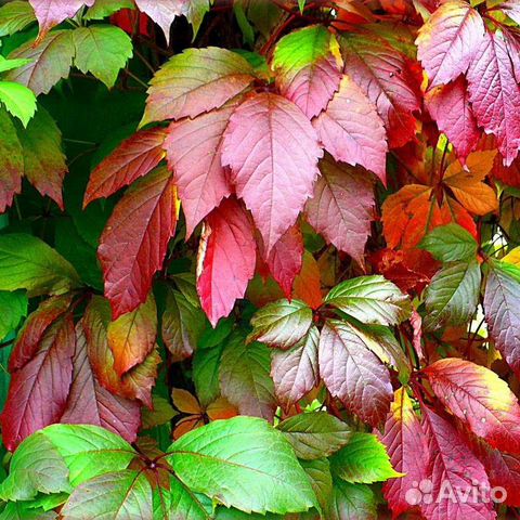 Саженцы девичий Виноград