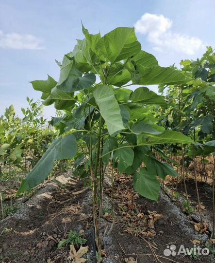 Саженцы груши береза Можжевельник