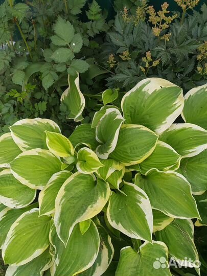 Хоста Shade Fanfare