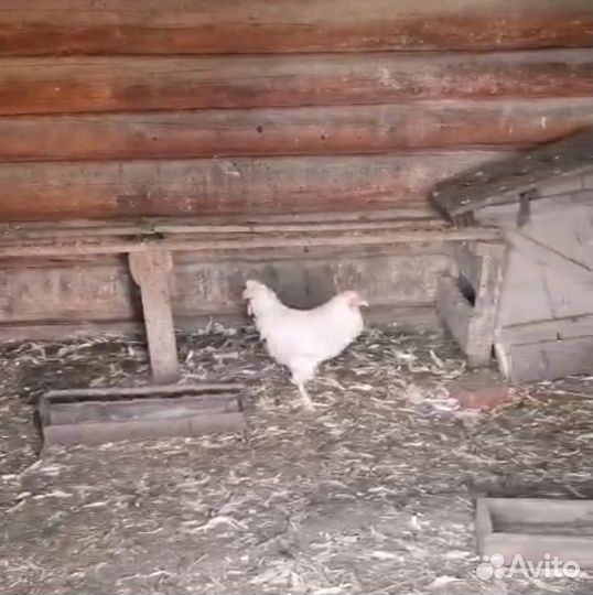 Петух молоденький