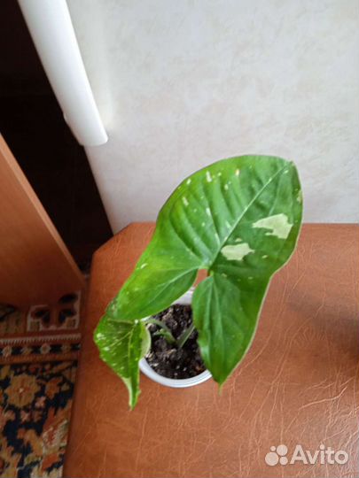 1 фото- Сингониум