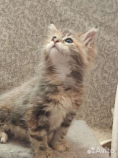 Котята мейн-кун