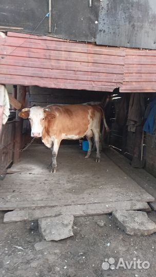 Продается корова