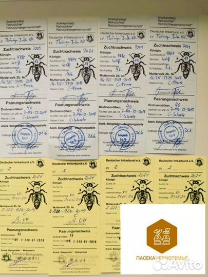 Карника пчелопакеты 2025