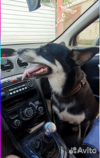 Щенки хаски