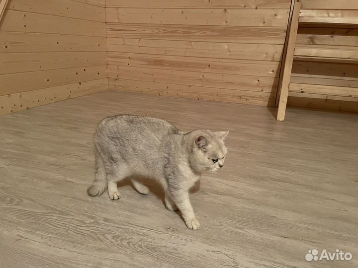Отдам котика