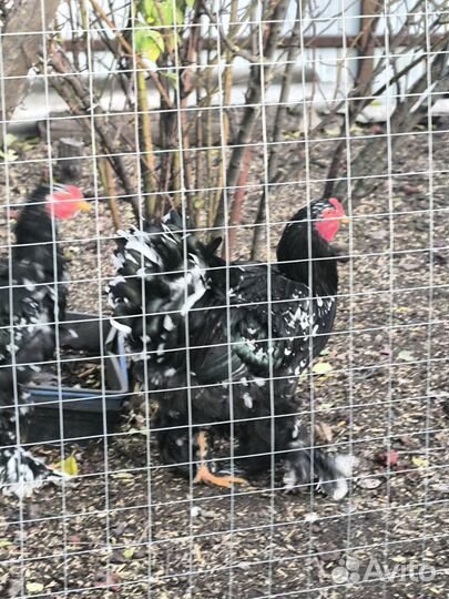 Молодые петухи