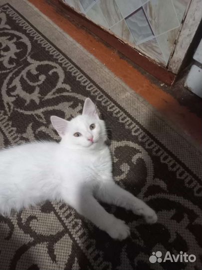 Турецкая ангора