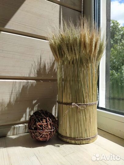 Колосья рожь