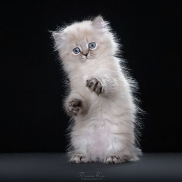 Менуэт длинношёрстный котёнок