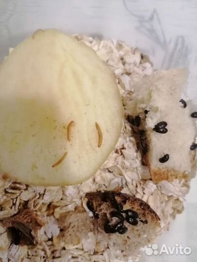 Жуки знахаря белковый корм