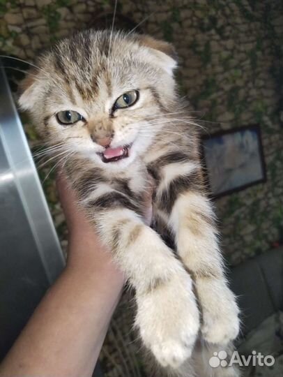 Шотландская вислоухая кошка продам