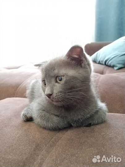 Британская