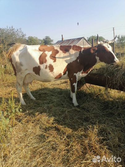 Коровы Айширской породы