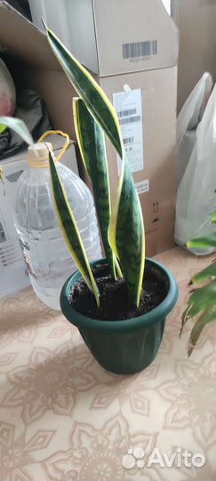 Комнатные растения