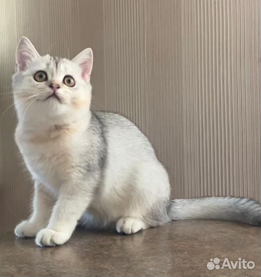 Шотландская девочка