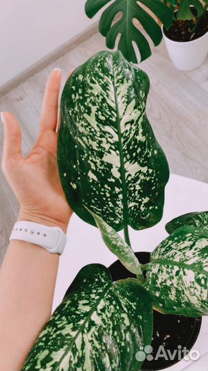 Диффенбахия