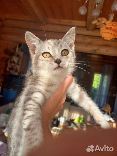 Кошечка в добрые руки