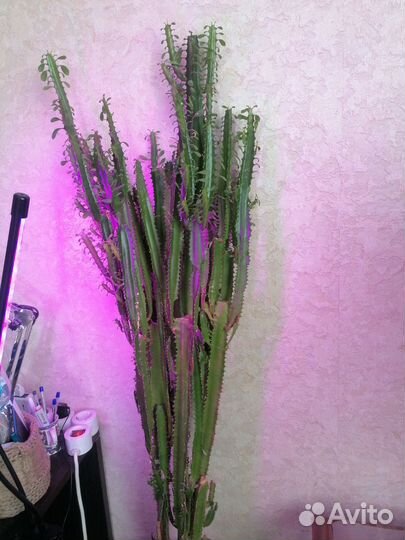 Кактус молочай