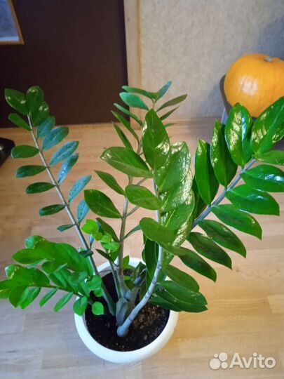 Замиокулькас