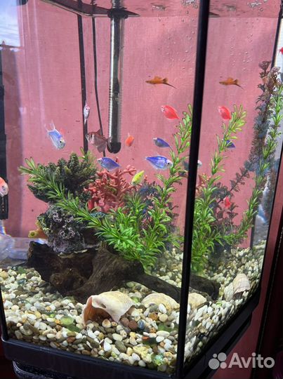 Аквариум