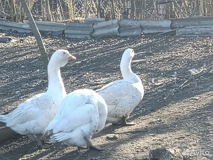 Семья гусей 5+2