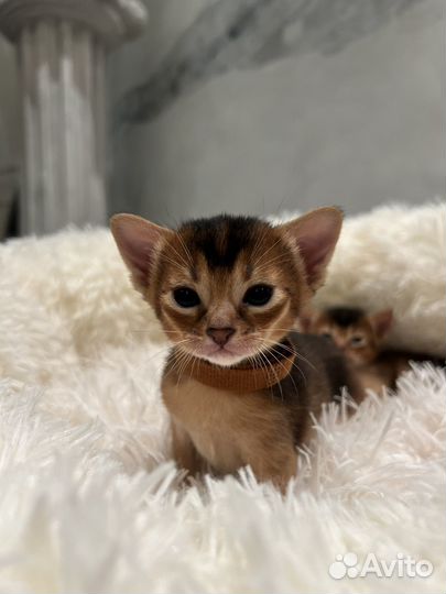 Абиссинские котята с документами